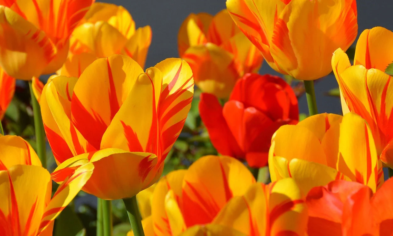 La influencia de la primavera en nuestro cabello La influencia de la primavera en nuestro cabello